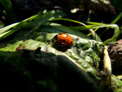 Marienkäferbild